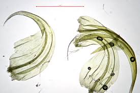 Attēlu rezultāti vaicājumam “Palustriella falcata”