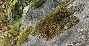 Attēlu rezultāti vaicājumam “Cladopodiella francisci”