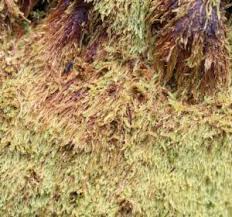 Attēlu rezultāti vaicājumam “Hypnum cupressiforme var. filiforme”