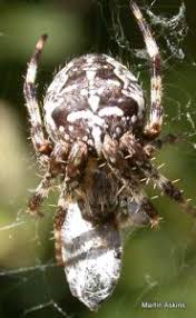 Attēlu rezultāti vaicājumam “Araneus diadematus female”