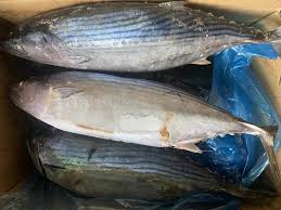 Image result for Sarda sarda