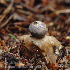 Attēlu rezultāti vaicājumam “Geastrum quadrifidum”