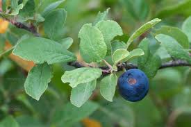 Attēlu rezultāti vaicājumam “Prunus spinosa fruit”