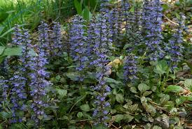 Attēlu rezultāti vaicājumam “Ajuga reptans leaf”