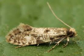 Attēlu rezultāti vaicājumam “Nemapogon cloacella”