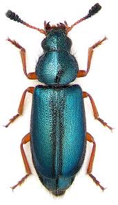 Attēlu rezultāti vaicājumam “Necrobia violacea”