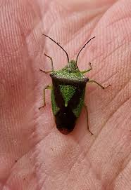 Attēlu rezultāti vaicājumam “Acanthosoma haemorrhoidale imago”