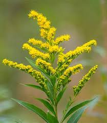 Attēlu rezultāti vaicājumam “Solidago virgaurea flower”