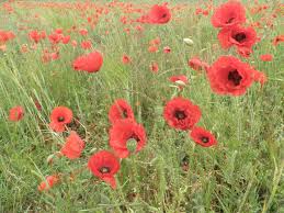 Image result for Polegate Rambling Club