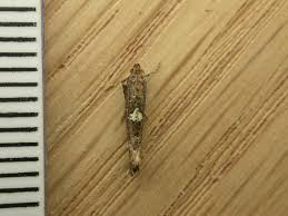 Attēlu rezultāti vaicājumam “Acrolepiopsis assectella”