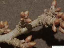 Attēlu rezultāti vaicājumam “Prunus cerasifera var. divaricata bud”