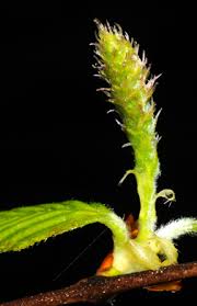 Attēlu rezultāti vaicājumam “Betula pubescens flower”