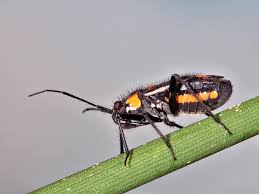 Attēlu rezultāti vaicājumam “Capsodes gothicus”