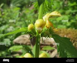Attēlu rezultāti vaicājumam “Lamiastrum galeobdolon bud”