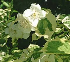 Attēlu rezultāti vaicājumam “Philadelphus coronarius flower”
