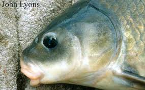 Image result for Ictiobus niger