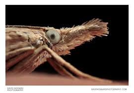 Attēlu rezultāti vaicājumam “Chrysoteuchia culmella”