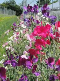 Image result for Lathyrus odoratus