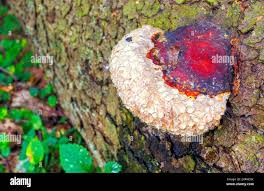 Attēlu rezultāti vaicājumam “Phellinus pini”