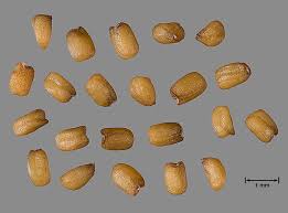 Attēlu rezultāti vaicājumam “Sisymbrium altissimum”