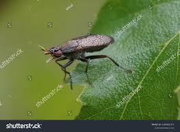 Attēlu rezultāti vaicājumam “Coremacera marginata”