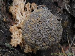 Attēlu rezultāti vaicājumam “Lindbladia tubulina”