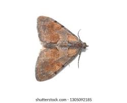 Attēlu rezultāti vaicājumam “Pennithera firmata”