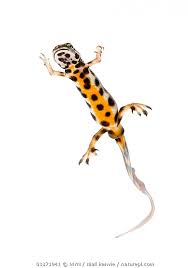 Attēlu rezultāti vaicājumam “Triturus vulgaris”