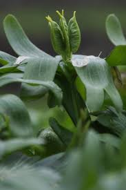 Attēlu rezultāti vaicājumam “Eranthis hyemalis”