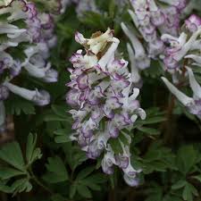 Attēlu rezultāti vaicājumam “Corydalis solida flower”