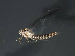 Attēlu rezultāti vaicājumam “Siphlonurus male”