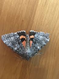 Attēlu rezultāti vaicājumam “Catocala nupta”