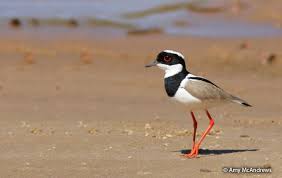 Attēlu rezultāti vaicājumam “Vanellus vanellus adult”