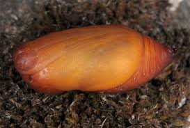 Attēlu rezultāti vaicājumam “Hipparchia alcyone”