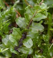 Attēlu rezultāti vaicājumam “Plagiomnium ellipticum”