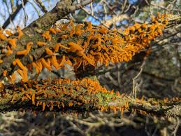 Attēlu rezultāti vaicājumam “Gymnosporangium sp.”