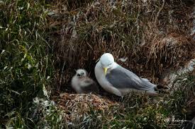 Attēlu rezultāti vaicājumam “Rissa tridactyla”