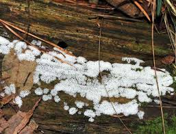 Attēlu rezultāti vaicājumam “Lycogala roseosporum macro”
