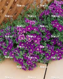 Image result for Nierembergia