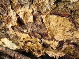 Attēlu rezultāti vaicājumam “Skeletocutis odora”