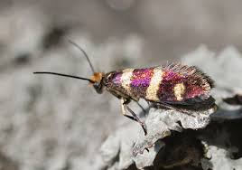 Attēlu rezultāti vaicājumam “Micropterix aureatella”