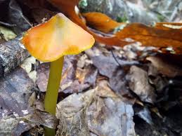 Attēlu rezultāti vaicājumam “Hygrocybe sp.”