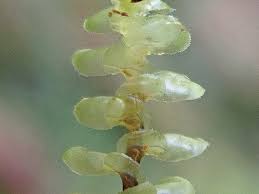 Attēlu rezultāti vaicājumam “Scapania nemorea”