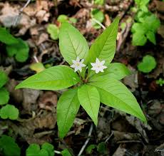 Attēlu rezultāti vaicājumam “Trientalis europaea leaf”