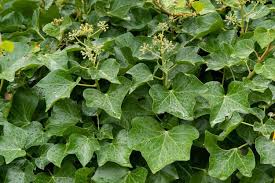 Attēlu rezultāti vaicājumam “Hedera helix  leaf”