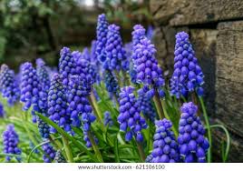 Attēlu rezultāti vaicājumam “Muscari neglectum”