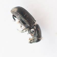 Attēlu rezultāti vaicājumam “Hylastes sp.”