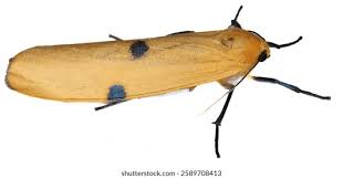 Attēlu rezultāti vaicājumam “Lithosia quadra male”