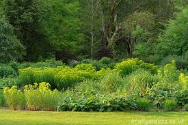 Attēlu rezultāti vaicājumam “Euphorbia palustris flower”