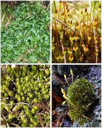 Attēlu rezultāti vaicājumam “Isopaches bicrenatus”